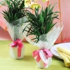 Fun Wedding Favors: Mini Palm Trees