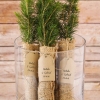 Fun Wedding Favor – Evergreen Trees