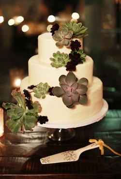 succulent cake